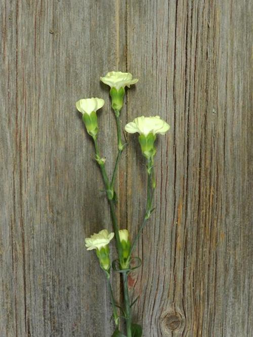 YELLOW MINI CARNATIONS